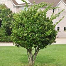 Image result for Ligustrum lucidum