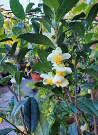 Image result for Camellia sinensis