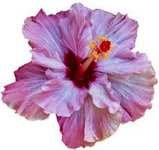 Transparent Flowers Hibiscus Rosa Sinensis Beautiful Flowers Amazing Flowers Transparent Flowers