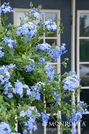 Image result for Plumbago amplexicaulis