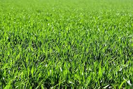 If your plant has all these requirements, the grass will be pliant and tasty, rather than harsh and tasteless. What Does Grass Need To Live
