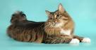 The Most and Least Expensive Cat Breeds in the World