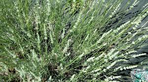 Lavender farming guide for beginners: Lavanda Pleasant Valley Lavender Farm Morganville Nj Pleasant Valley Lavender Farm Pleasant