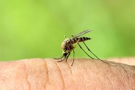 Throughout my tenure as a professional guide, i have run across my fair share of anglers who are intimidated by fly fishing midges. How To Avoid Midges Wasps And Other Insects While Camping