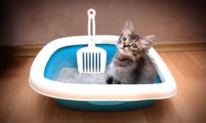 Tritt auch durchfall auf oder hat sich die farbe des kots kätzchen pinkelt und kotet :( themenstarter tialeen. Wie Macht Man Eine Katze Stubenrein