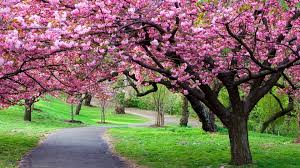 A collection of the top 53 sakura 4k ultra hd wallpapers and backgrounds available for download for free. Sakura 4k Ultra Hd Wallpaper 3840x2160