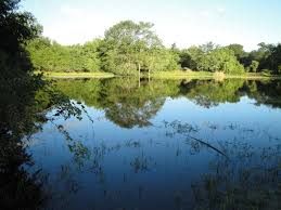 Image result for Xylia torreana