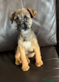 Image result for border teriér