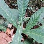 Image result for Corynanthe