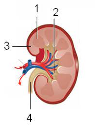 Materi ipa kelas ix tentang sistem ekskresi pada manusia Ekskresi Ipa Kls 8 Other Quiz Quizizz