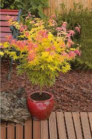 les erables pourpres du japon le jardin zen jardin japonais idees jardin arbuste