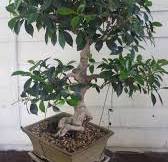 The shape of this ficus is really awkward and unpleasant ...