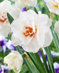 Narcissi Double Acropolis Daffodils Fall Bulbs Narcissus