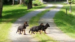 Dad is a majestic boy, all white and is kc registered. Stolen Show Puppies Found Abandoned In Aldergrove Ctv News