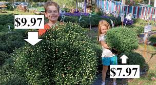 MEGA MUM Sale! Huge hardy mums, some measuring over 30" across, just  $9.97ea. 376 Pond Hill Mt Rd, Wapwallopen, PA 18660 9am-6pm Friday 9/20 &  Sat 9/21. CLOSED SUNDAY. Cash or Card.