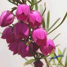 Boronia Heterophylla Ou Boronia July Flowers August Flowers Flower Arrangements