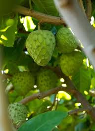 Check spelling or type a new query. Buy Cherimoya Tropical Fruit Trees Online In Vietnam B075vc8zzf