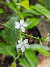Image result for Plumbago