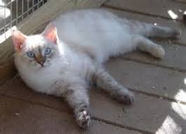 Image Result For Lynx Point Siamese Long Hair Long Hair Styles Image Kitty