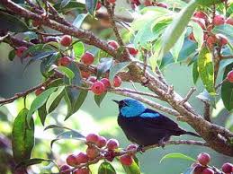 Birding Tours Early Morning Birding Watching Tours In Monteverde Costa Rica Wildlife Bird Watching Wild Cats