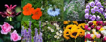 Shop an incredible selection of heirloom and organic flowers, including sunflowers and prairie flowers and grasses, as well as annuals and perennials. Edible Flowers Fruit Hill Farm Blog