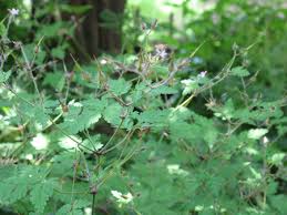 • how to identify and use herb robert (geranium robertianum). Saint Or Sprite The Medieval Garden Enclosed The Metropolitan Museum Of Art New York