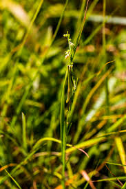 Image result for Aspidoglossum