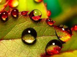 40 Amazing Examples Of Macro Photography Web Design Ledger Macro Photography Flowers Flowers Photography Wallpaper Macro Photography Flowers Nature