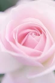 L Amour Triomphe Toujours ƹ ӝ ʒ Vegetablegardenideas Pink Flowers Pink Petals Pretty Flowers