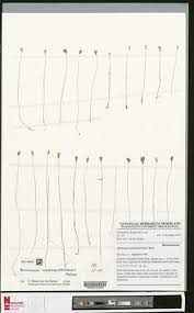 Image result for Burmannia madagascariensis