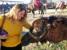 Making today a better day. Camel Wrestling Season Is Alive And Kicking Daily Sabah