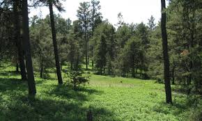 Image result for Galium scabrellum