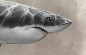 Maybe you would like to learn more about one of these? Great White Shark Drawing Art Of Steve Goad