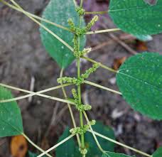 Image result for Cyathula cylindrica