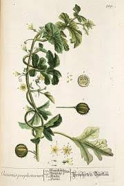 Image result for Cucumis engleri