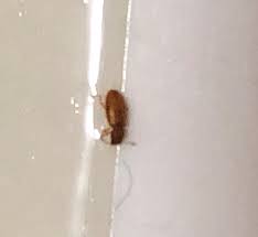 Check spelling or type a new query. Foreign Grain Beetle Pest Control Canada