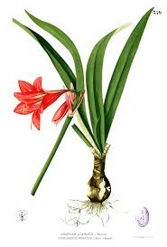 Image result for Hippeastrum