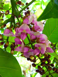 Image result for Millettia