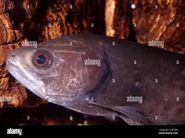 Image result for Heterotis