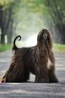 25 Large Dog Breeds — The Best Big Dogs for Your Family