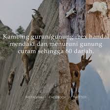 Contextual translation of kambing gurun into english. Nak Fakta On Twitter Kambing Gurun Handal Mendaki Dan Menuruni Gunung Curam Sehingga 60 Darjah Nakfakta Nakbebel