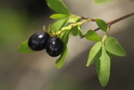 Image result for Jasminum stenolobum