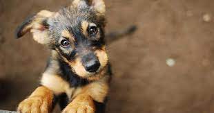 kopekler dunyayi nasil gorur evcil hayvan pets pets and animals dogs cats love hayvan bakim kedi kopek e in 2021 pet adoption center street dogs cat adoption