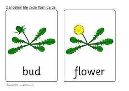 Dandelion Life Cycle Flash Cards Sb8315 Sparklebox Flashcards Life Cycles Articles For Kids