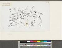 Image result for Solenangis