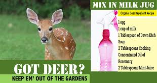 We did not find results for: Organic Deer Plant Repellent Nikki Lynn Design