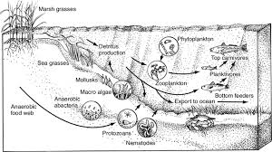 4 Food Web Diagram For A Typical Estuarine Ecosystem Showing Some Download Scientific Diagram
