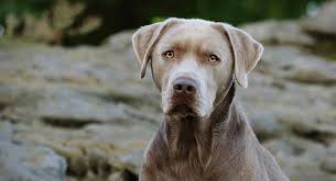 We did not find results for: Silver Lab Facts Temperament And Care Guide Petventuresbook