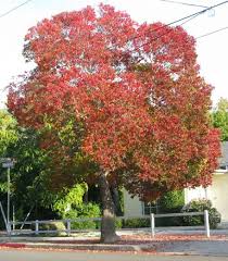 Image result for Sapium