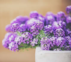 Well you're in luck, because here they come. 25 Best Front Door Plants Plants For Your Front Door